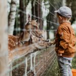 a child stands at te edge of a fence and feeds deer