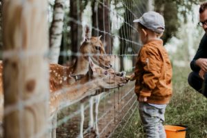 a child stands at te edge of a fence and feeds deer