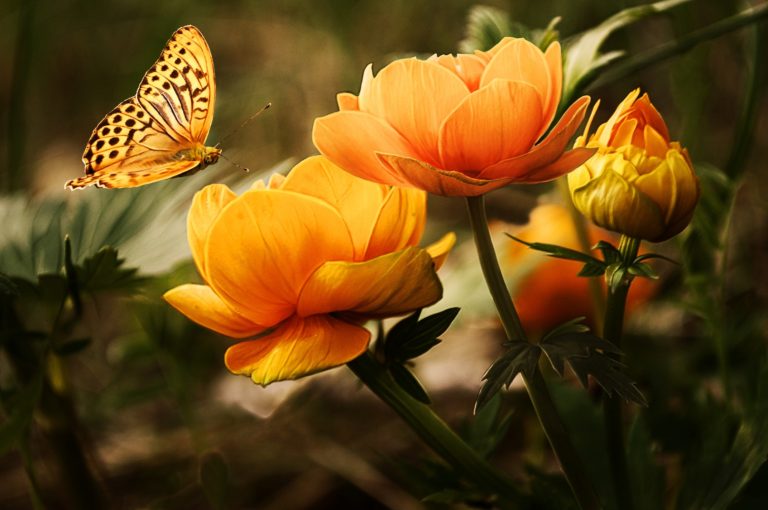 A yellow butterfly is about to land on one of two yellow flowers