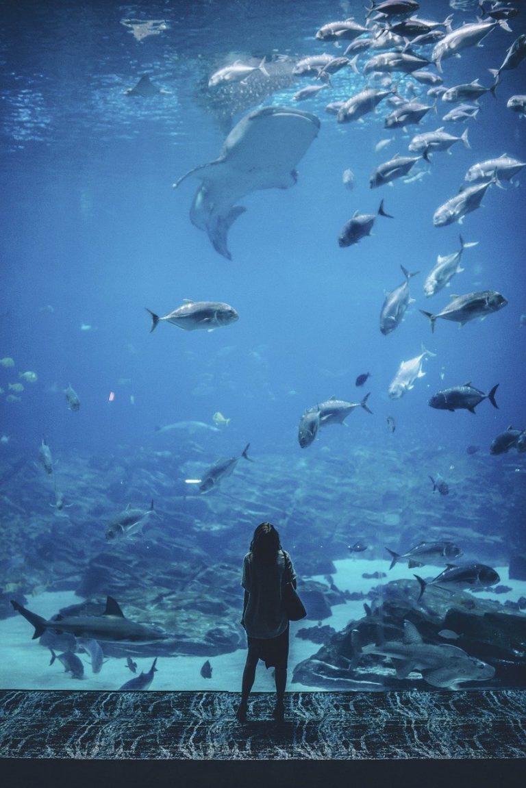 A human stands gazing into an aquarium tank